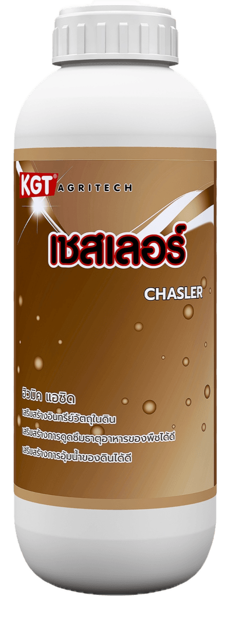 เชสเลอร์